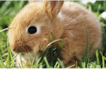 Yay bunnies