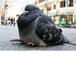 Pigeons United PC
