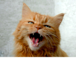 The Cat Group :)!!!