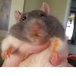 z rats hotel