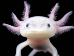 W Axolotl group