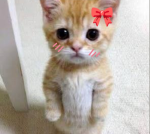 Do u want a cookie?