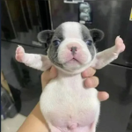 Pibble Clothing