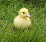 hAiLeYs DuCkYs~