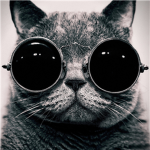 Krazy Kitties