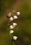 Lilies Of The Vally C: