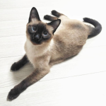 THE_CAT_CREATORS