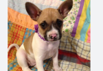 Frenchies and chihuahuas