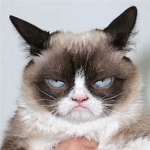 cat owners unite