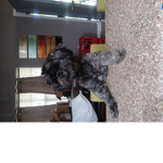canela123