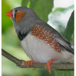 Zebra Finches United!