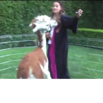 alpacaianas