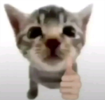 Lira emotes