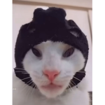 SuperdogTyler army