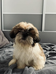 Ziutki Mejdixa