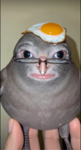 Pigeon Mania