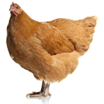 MEATY PEOPLE RULE CHICKEN FAN GROUP
