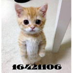 ,,crime