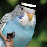 gangstar birds