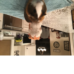 GUINEA PIGS FoR THE People that love them