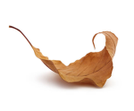 Dry Leaf Studios