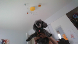 Crazy Obby