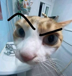 WHY TT