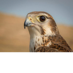 Falcon Stephen Hawking