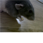The Rat Lovers