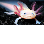 The best Axolotl Army