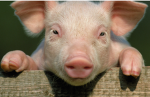 Piggy are so cute