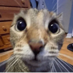 nnoxde