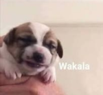 Laika10296