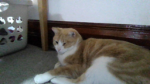 My Cat Is A Cheez It (other version)