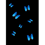 Butterfly’s xoxo