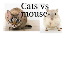 Cat vs mouse