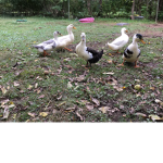 Dope ducks yo