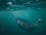 Narwhal Shenanigans