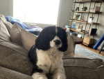 CEO of DOGGOS