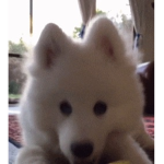 White dogs gameing