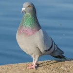The Pigeon Gang :3 Group Thumbnail