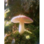 Mushy pink