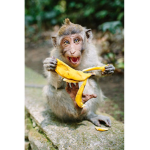 Mega banana gang