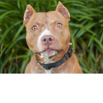 Pit bull attack