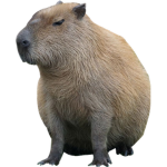 aaikaojsj