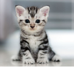 Cats For Days