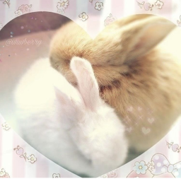 ૮ ◞ ﻌ ◟ ა icon
