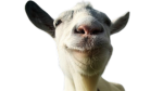 banke & The Goats