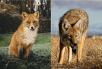 | ~ FINNY TAIL ARMY ~ |
