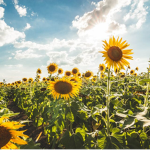 Sunflower squad~